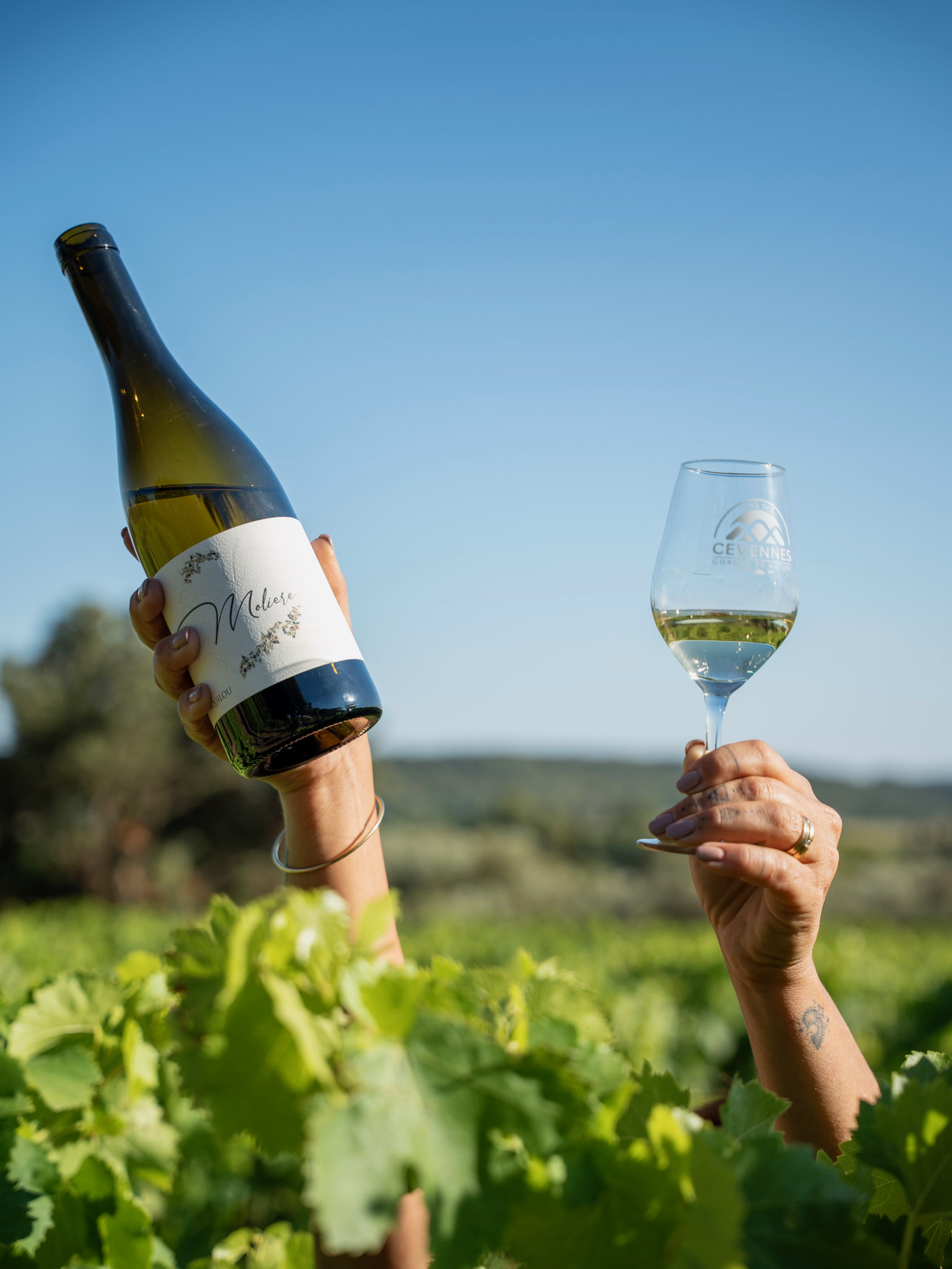 cuvées domaine moliere